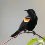 Red-Winged Blackbird: Suburbia’s Smallest, Loudest Karen