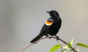 Red-Winged Blackbird: Suburbia’s Smallest, Loudest Karen
