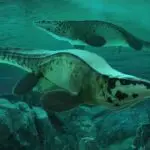 Meet Tylosaurus Rex: The Other T.Rex That Ruled the Cretaceous Seas
