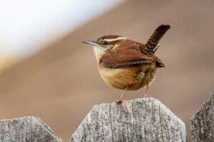 Her Royal Highness, The Carolina Wren