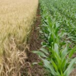 Zach Lahn On Our Quiet Lifeline: Why Agriculture Schools Deserve More Than Our Suspicion
