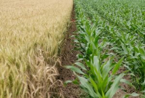 Zach Lahn On Our Quiet Lifeline: Why Agriculture Schools Deserve More Than Our Suspicion